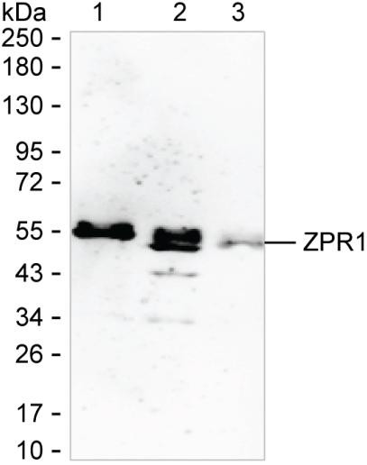 ZPR1 Antibody in Western Blot (WB)