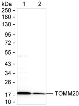 TOMM20 Antibody in Western Blot (WB)