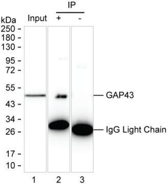 GAP43 Antibody in Immunoprecipitation (IP)