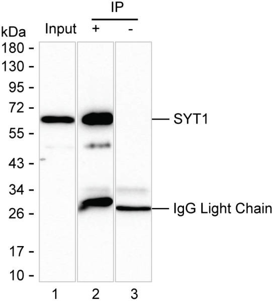 Synaptotagmin 1 Antibody in Immunoprecipitation (IP)