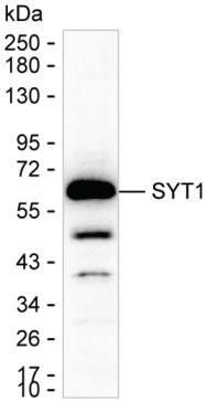 Synaptotagmin 1 Antibody in Western Blot (WB)