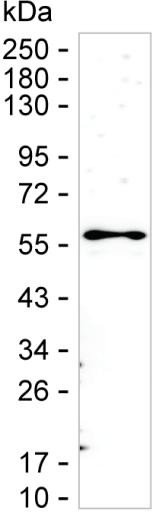 Staufen Antibody in Western Blot (WB)