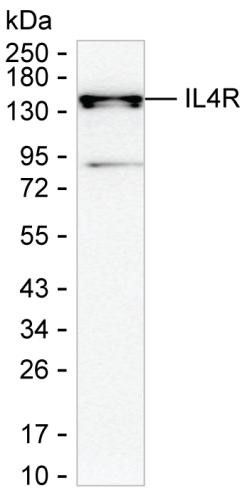 IL4R Antibody in Western Blot (WB)