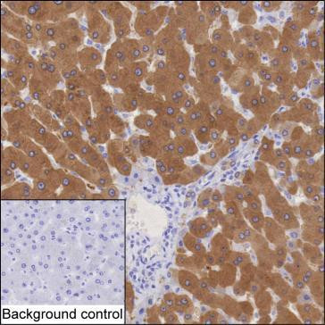 Golgi protein 58k Antibody in Immunohistochemistry (Paraffin) (IHC (P))