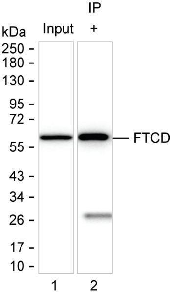 Golgi protein 58k Antibody in Immunoprecipitation (IP)