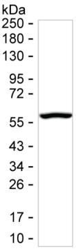 Golgi protein 58k Antibody in Western Blot (WB)