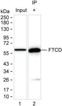 Golgi protein 58k Antibody in Immunoprecipitation (IP)