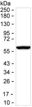 Golgi protein 58k Antibody in Western Blot (WB)