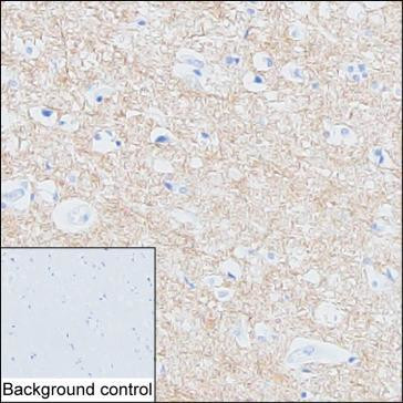 VAMP1 Antibody in Immunohistochemistry (Paraffin) (IHC (P))