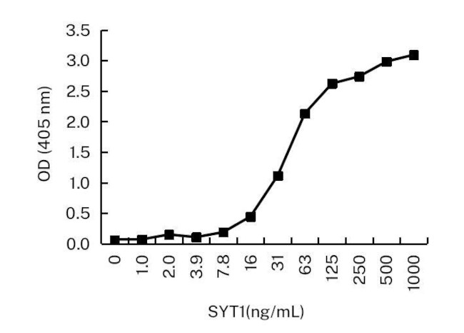 Synaptotagmin 1 Antibody in ELISA (ELISA)