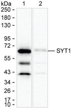 Synaptotagmin 1 Antibody in Western Blot (WB)