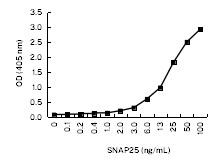 SNAP25 Antibody in ELISA (ELISA)