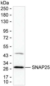 SNAP25 Antibody in Western Blot (WB)