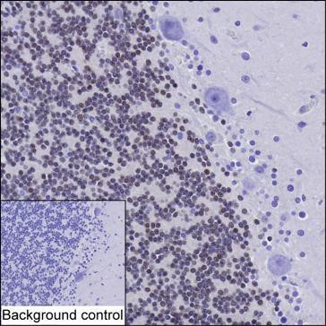 NeuN Antibody in Immunohistochemistry (Paraffin) (IHC (P))