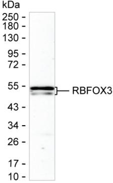 NeuN Antibody in Western Blot (WB)