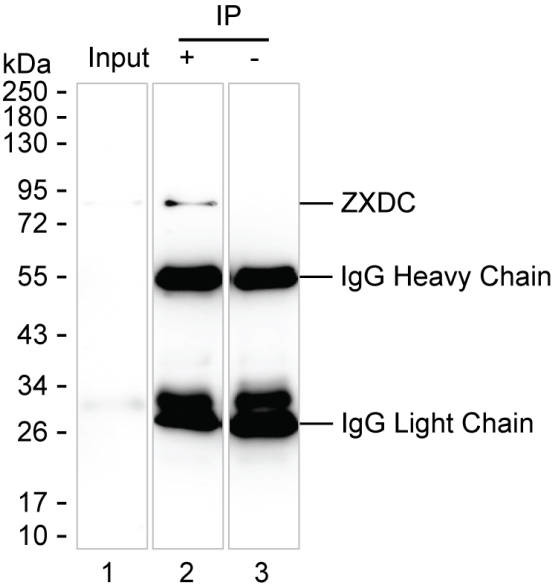 ZXDC Antibody in Immunoprecipitation (IP)