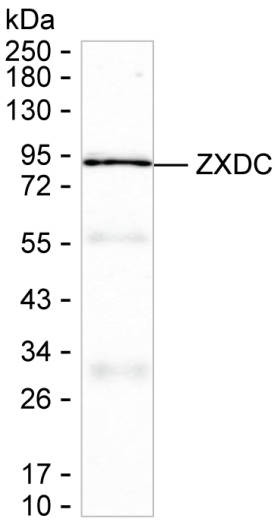 ZXDC Antibody in Western Blot (WB)