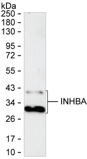 Activin A Antibody in Western Blot (WB)