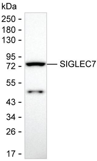 SIGLEC7 Antibody in Western Blot (WB)