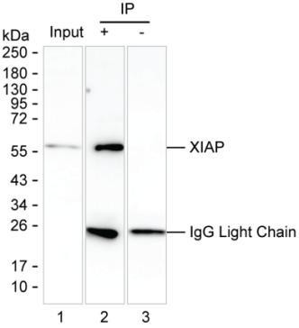 XIAP Antibody in Immunoprecipitation (IP)