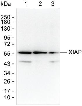 XIAP Antibody in Western Blot (WB)