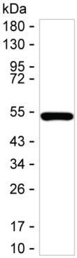 GDNF Antibody in Western Blot (WB)