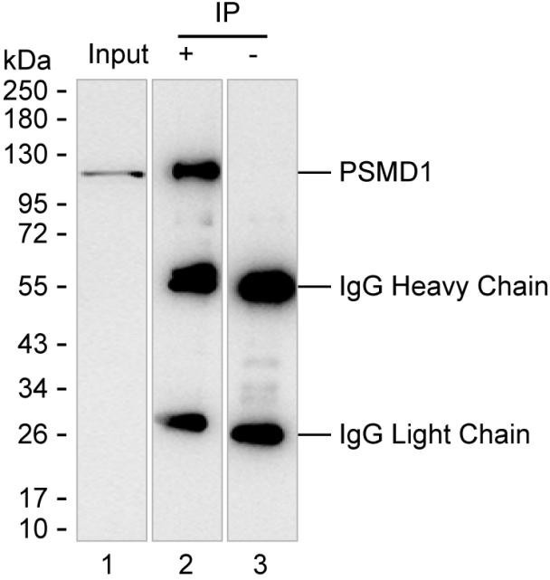 PSMD1 Antibody in Immunoprecipitation (IP)