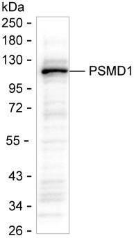 PSMD1 Antibody in Western Blot (WB)