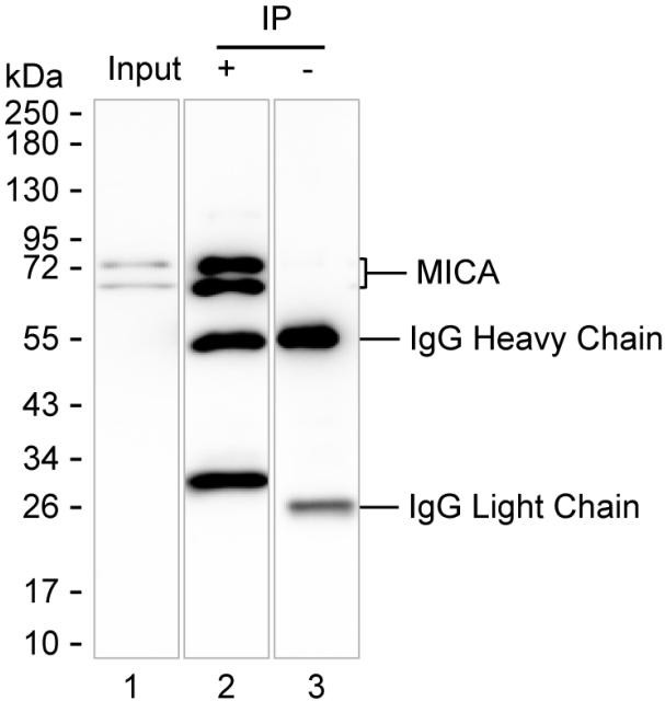 MICA Antibody in Immunoprecipitation (IP)