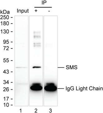 SMS Antibody in Immunoprecipitation (IP)