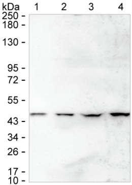 SMS Antibody in Western Blot (WB)