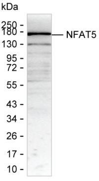 NFAT5 Antibody in Western Blot (WB)