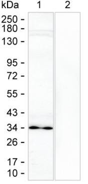 CHOP Antibody in Western Blot (WB)