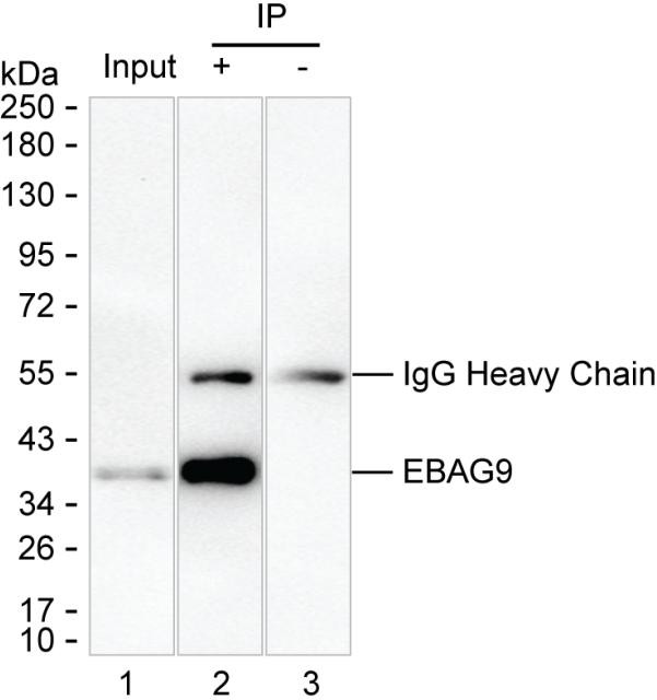 RCAS1 Antibody in Immunoprecipitation (IP)