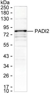 PADI2 Antibody in Western Blot (WB)