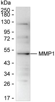 MMP1 Antibody in Western Blot (WB)