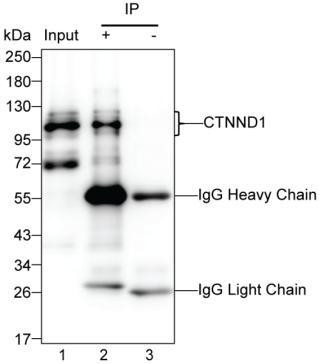 delta Catenin Antibody in Immunoprecipitation (IP)