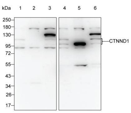 delta Catenin Antibody in Western Blot (WB)