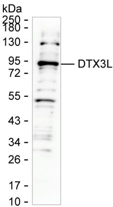 DTX3L Antibody in Western Blot (WB)