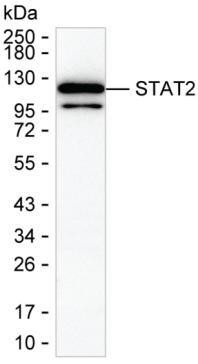 STAT2 Antibody in Western Blot (WB)