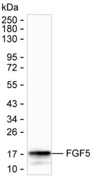 FGF5 Antibody in Western Blot (WB)