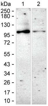 PDE5 Antibody in Western Blot (WB)