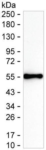 IFN omega Antibody in Western Blot (WB)