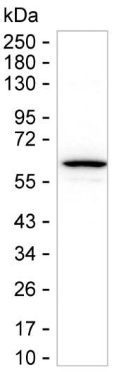 Cytokeratin 4 Antibody in Western Blot (WB)