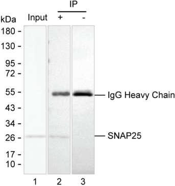 SNAP25 Antibody in Immunoprecipitation (IP)