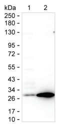 SNAP25 Antibody in Western Blot (WB)