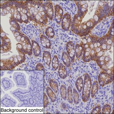 Claudin 3 Antibody in Immunohistochemistry (Paraffin) (IHC (P))