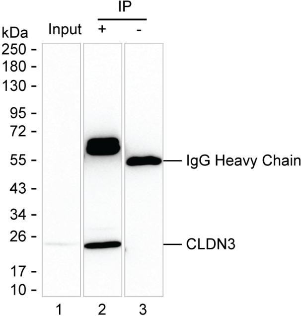 Claudin 3 Antibody in Immunoprecipitation (IP)