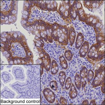 Claudin 3 Antibody in Immunohistochemistry (Paraffin) (IHC (P))