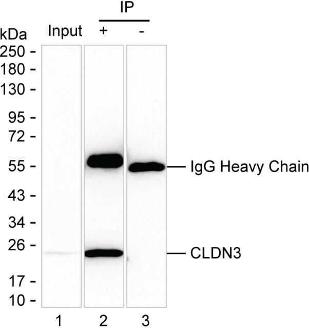 Claudin 3 Antibody in Immunoprecipitation (IP)